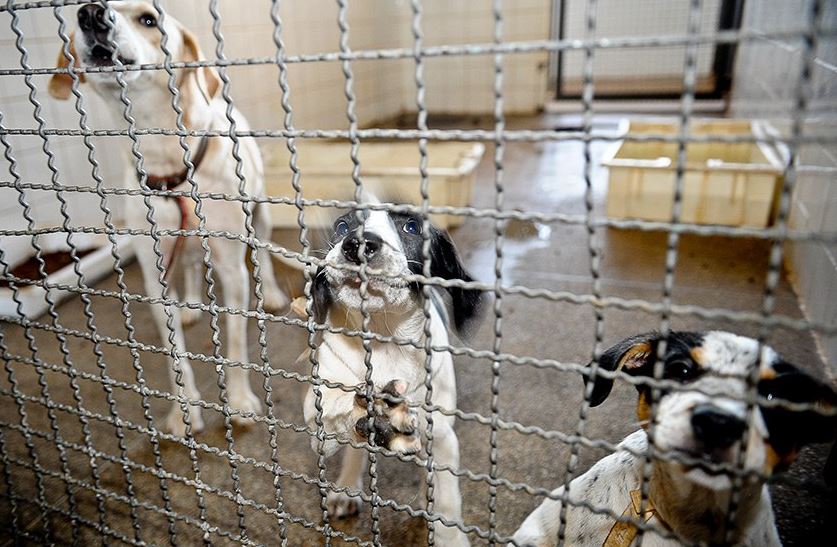 Projeto cria Sistema Nacional de Combate aos Maus-Tratos a Animais