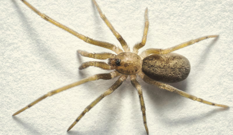 Nova aranha é batizada em homenagem à icônica banda Pink Floyd