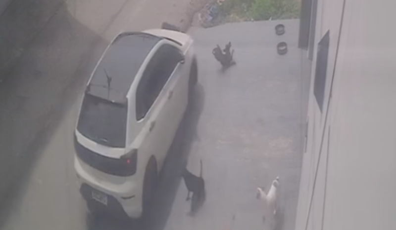 Motorista suspeito de atropelar cães é preso no aeroporto de Manaus