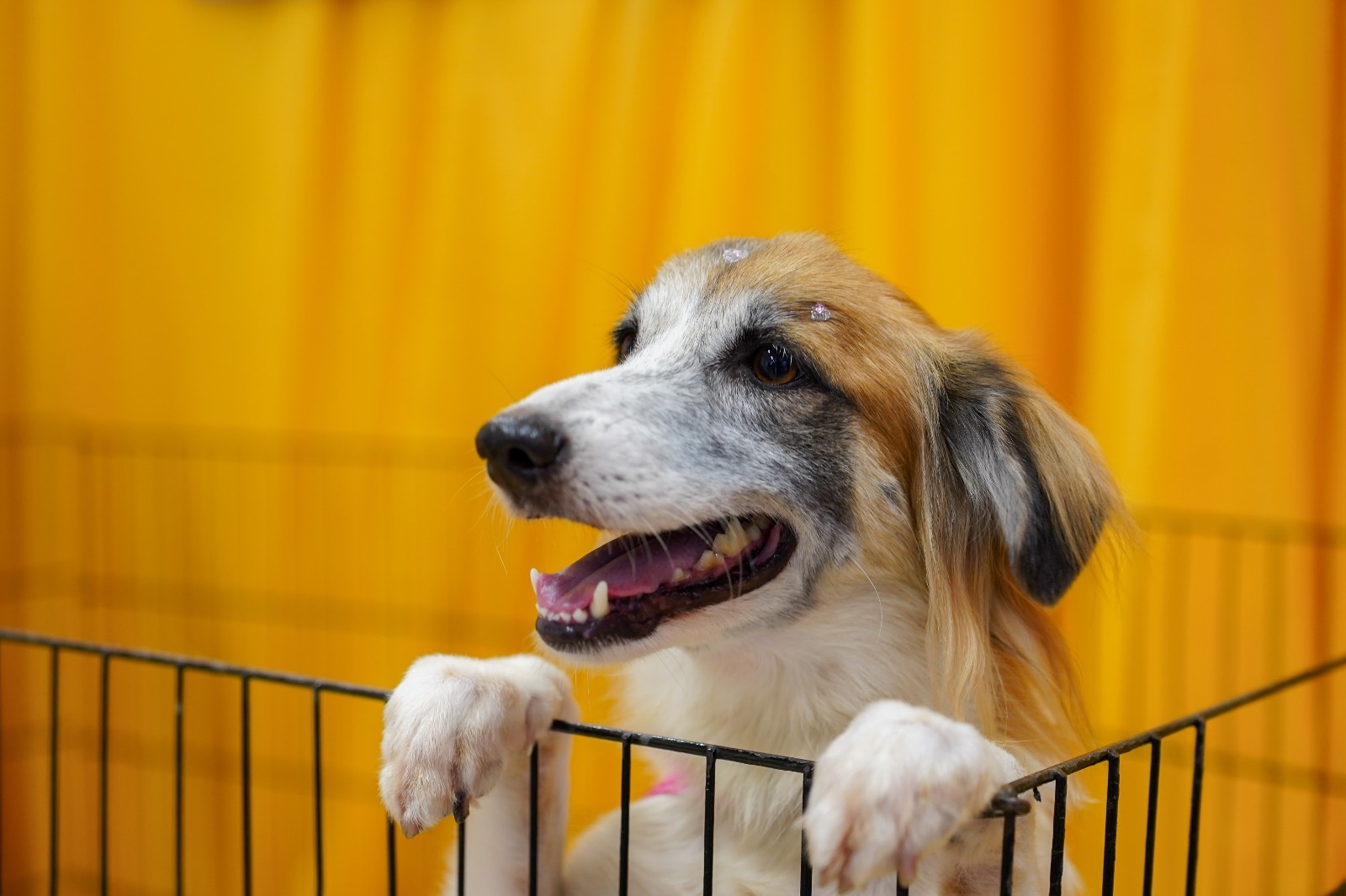 Feira de Adoção de Cães e Gatos acontece neste sábado no shopping