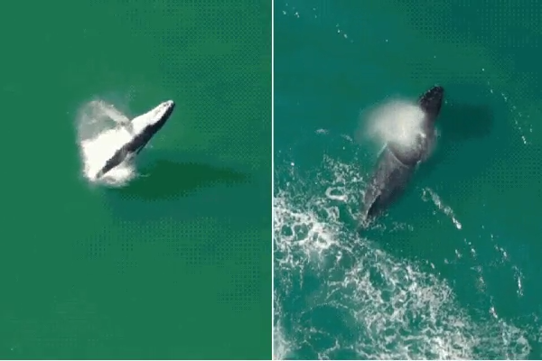 Baleia-jubarte é registrada por drone no mar de Bertioga, SP