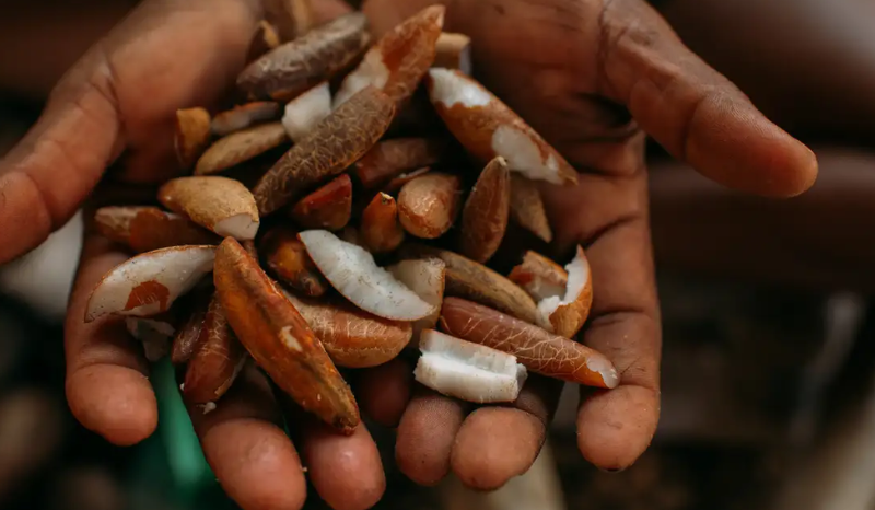 Idesam lança bolsas para impulsionar bioeconomia na Amazônia