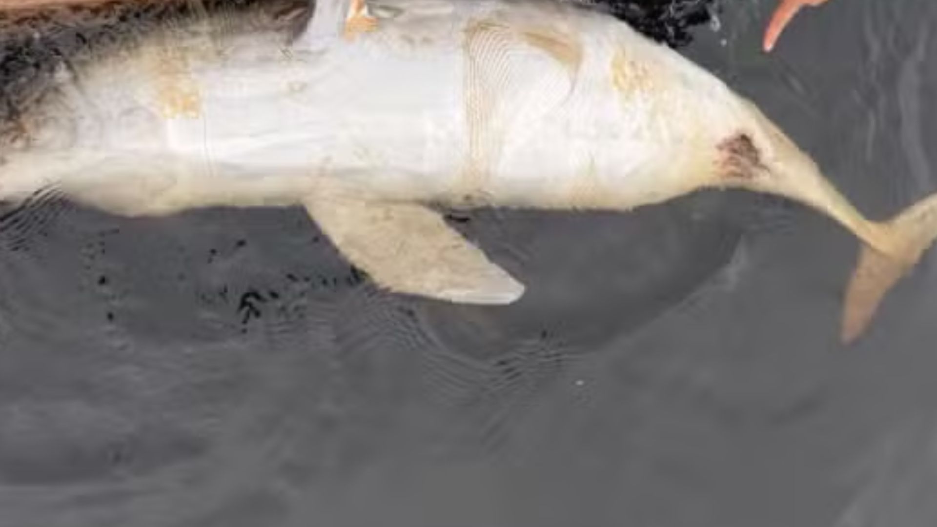 Boto encontrado morto no rio Tarumã levanta suspeitas de crime ambiental