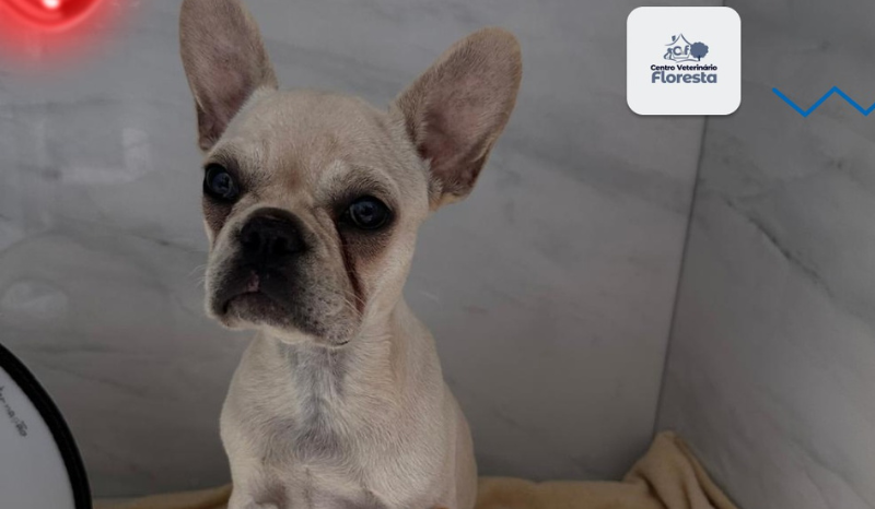 Filhote de buldogue que comeu 55 pedras de crack recebe alta da UTI