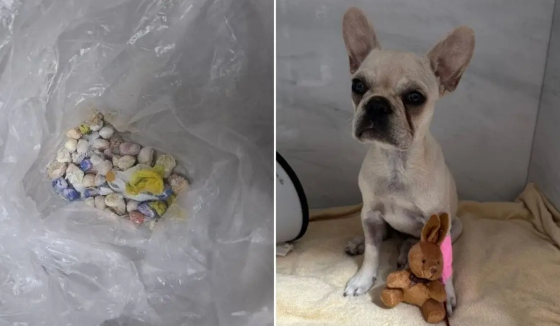 Cachorra é internada após ingerir 55 pedras de crack; tutores são presos