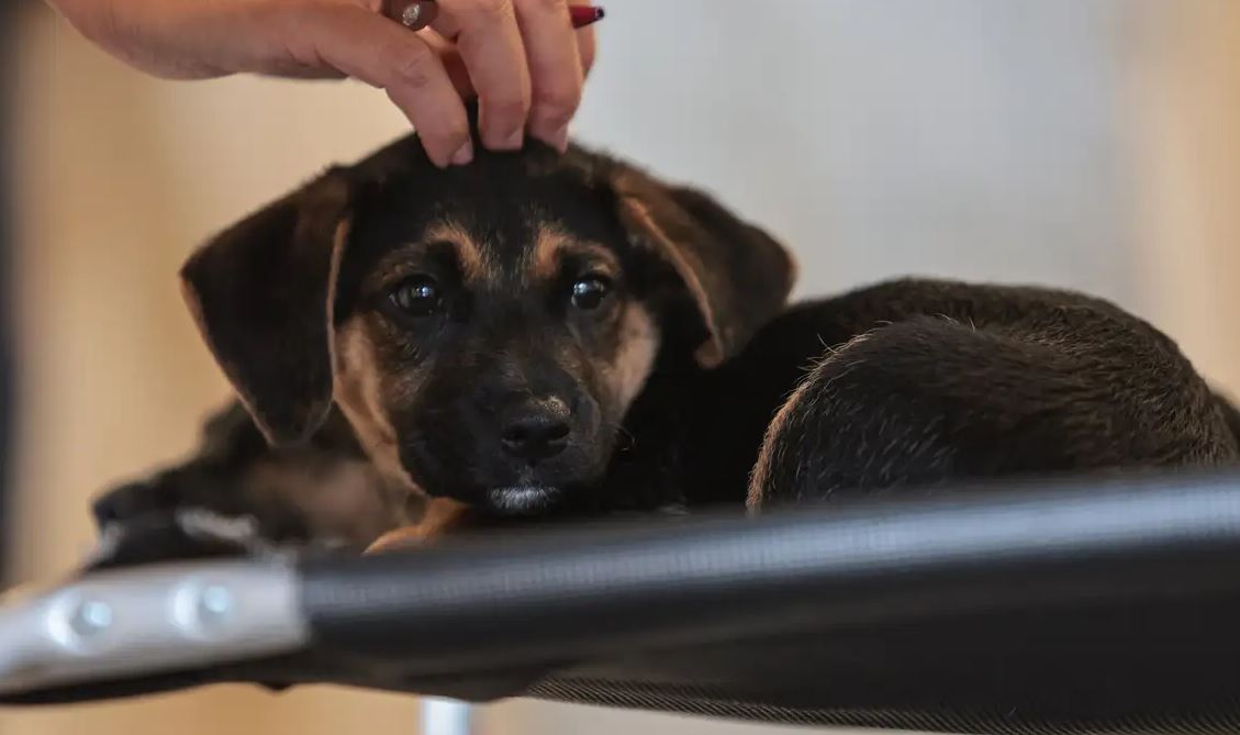 Nova lei estabelece guarda compartilhada de animais de estimação