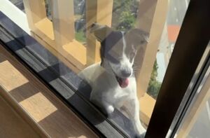 Cão é resgatado após ficar preso no 13º andar de prédio em Sydney