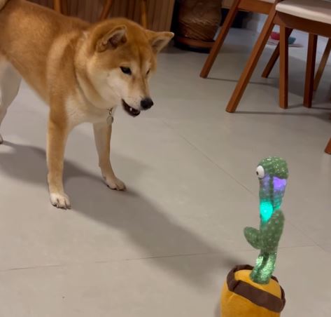 Cachorra Miwa viraliza ao interagir com cacto falante em São Paulo