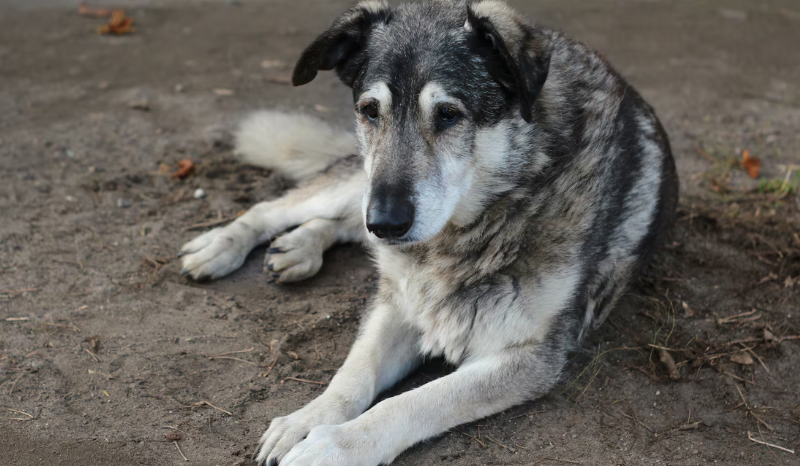 Pílula inovadora promete prolongar a vida de cães idosos nos EUA