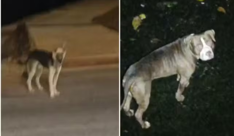 Cachorro pastor alemão ajuda a resgatar pitbull cego em Rondonópolis