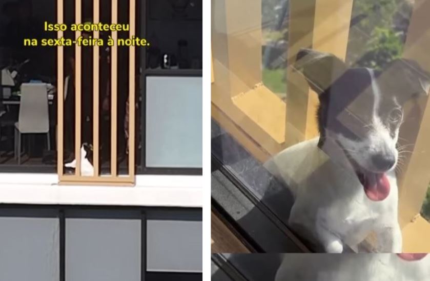 Cão resgatado em prédio australiano por brasileiro utilizando drone