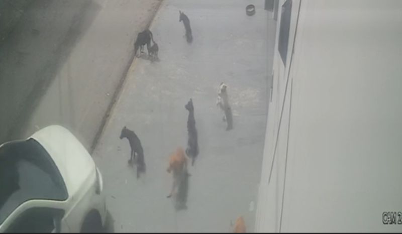 Cães atropelados em Manaus recebem cuidados; um não sobreviveu