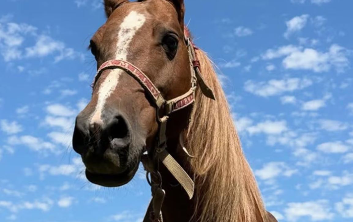 Caramelo: de símbolo de tragédia a celebridade nas redes sociais