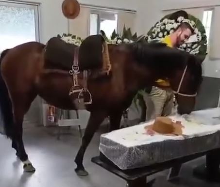 Égua Nina emociona ao se despedir do dono em velório em Blumenau