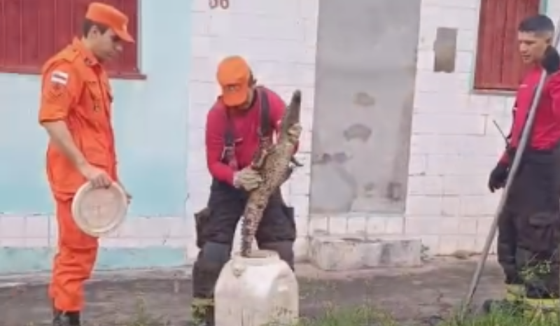 Filhote de jacaré é resgatado na zona norte de Manaus