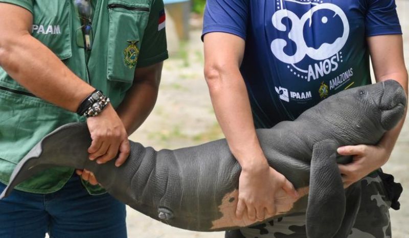 Filhote de peixe-boi é resgatado após ser ferido por arpão em Itacoatiara