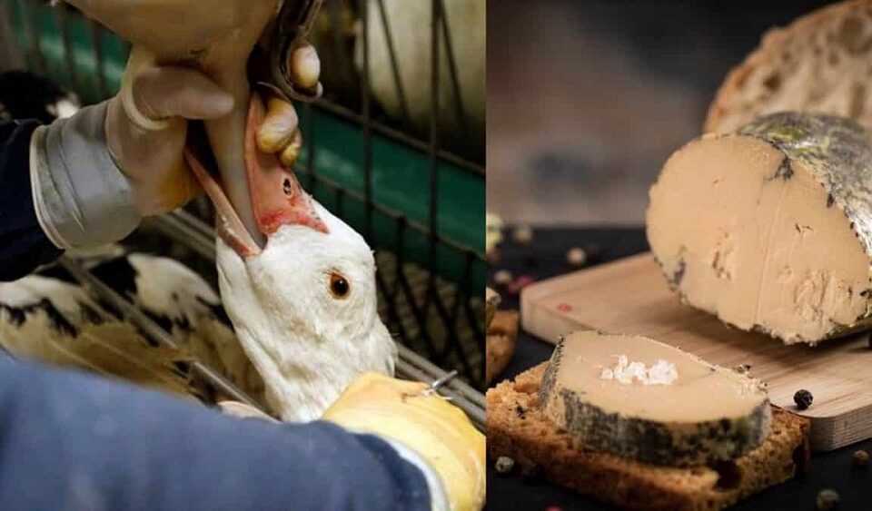 Câmara dos Deputados aprova lei que proíbe foie gras no Brasil