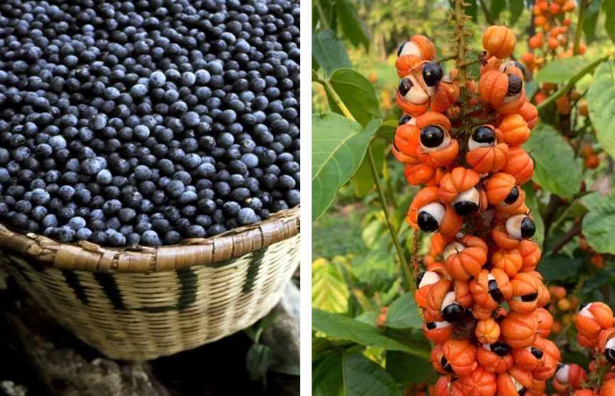 Açaí e Guaraná Brilham em Ranking Global de Frutas