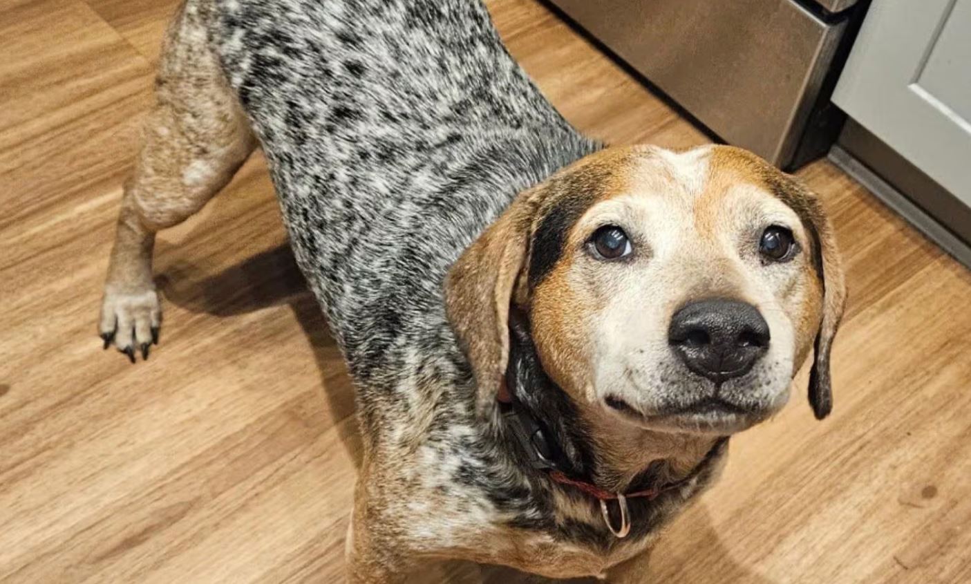 Golpistas utilizam IA para extorquir R$ 14 mil de família na Flórida