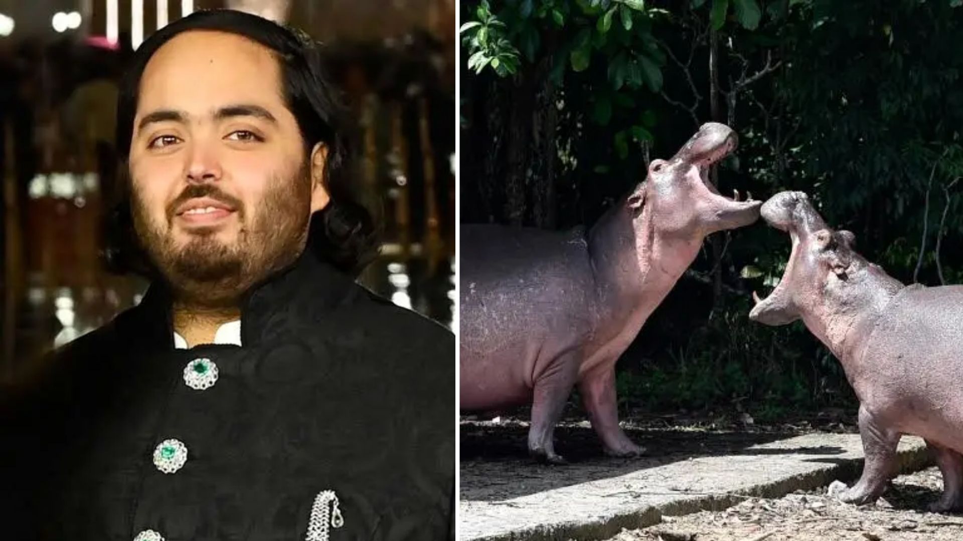 Empresário indiano busca salvar 80 hipopótamos de legado de Escobar