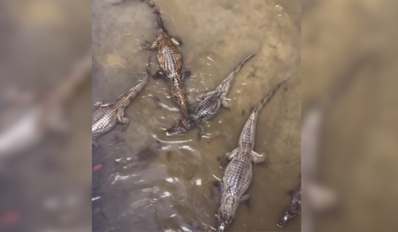 Vídeo mostra concentração de jacarés em igarapé no Distrito Industrial