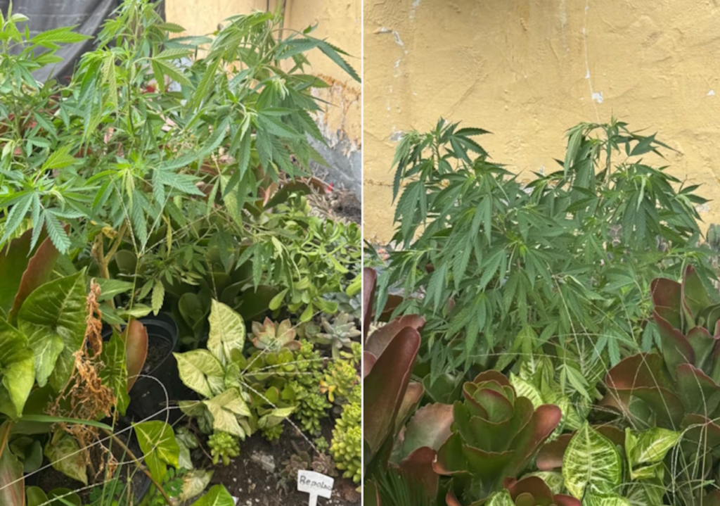 Maconha camuflada entre plantas é descoberta em floricultura de SP