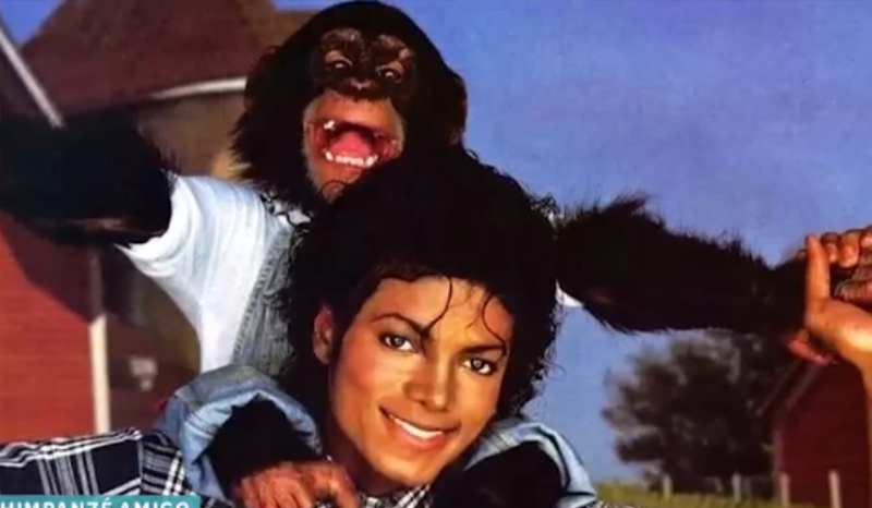Chimpanzé Bubbles, de Michael Jackson, vive nos EUA e é visitado por Jaafar