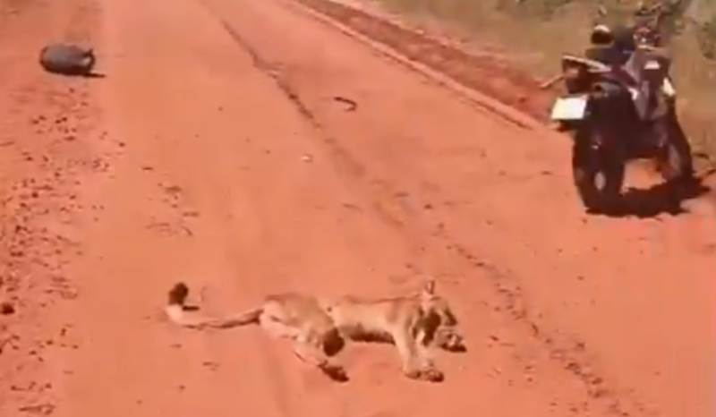 Onça-parda morre após ser atropelada por motocicleta em Ribas do Rio Pardo