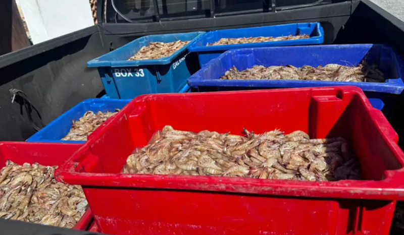 Quatro pescadores são detidos com 350 kg de camarão rosa em pesca ilegal