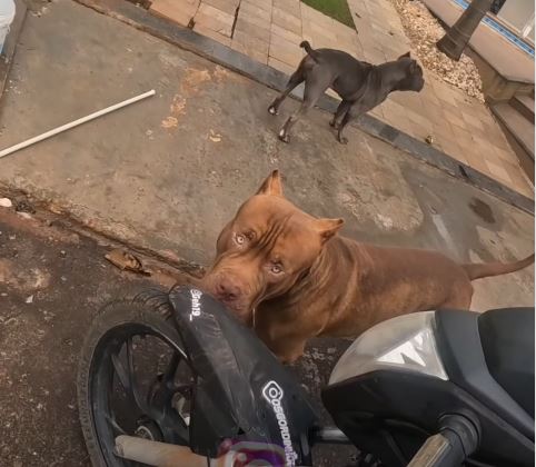 Entregador enfrenta dois pitbulls e sai ileso na cidade paranaense