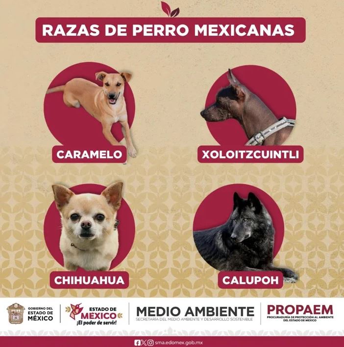 Cachorro Caramelo é reconhecido como raça no México e brasileiros reagem