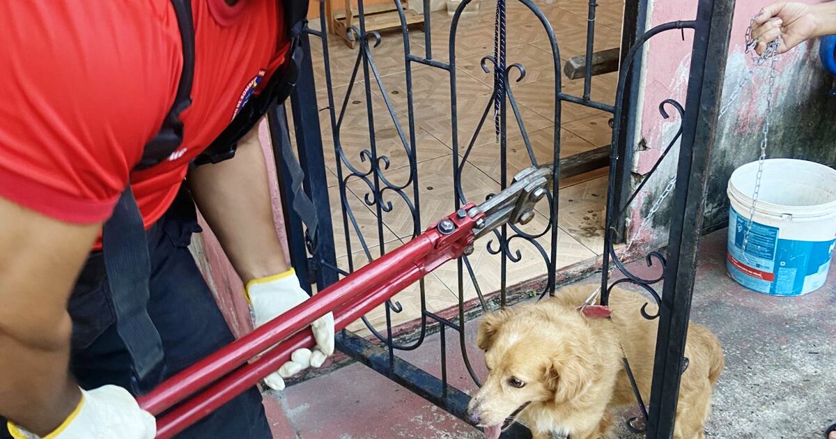 Corpo de Bombeiros do AM realiza média de quatro resgates de animais por dia