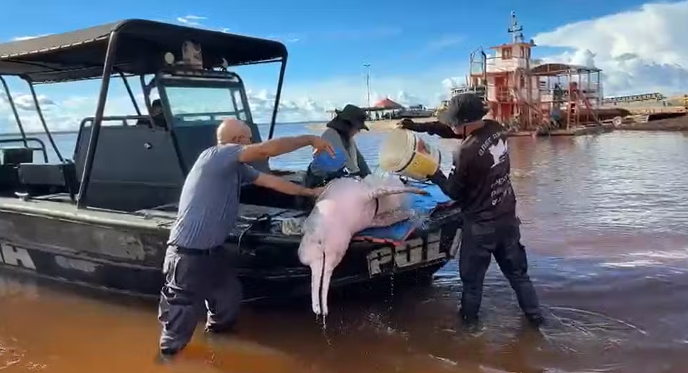 Boto-cor-de-rosa morre após resgate em Coari; suspeita é de ferimentos por pesca