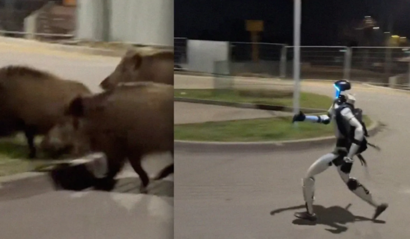 Robô humanoide ganha destaque ao espantar javalis em Varsóvia
