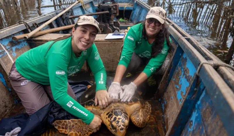 Tartarugas-cabeçudas são registradas com mais frequência na Baía de Guanabara