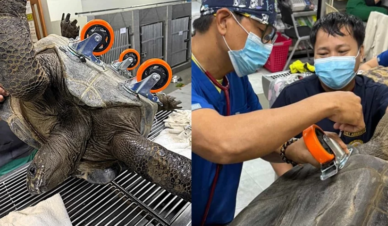 Tartaruga gigante ganha cadeira de rodas e volta a andar nas Filipinas