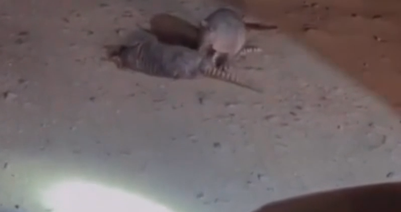 Policiais registram tatu ao lado de outro atropelado em Cachoeira do Sul