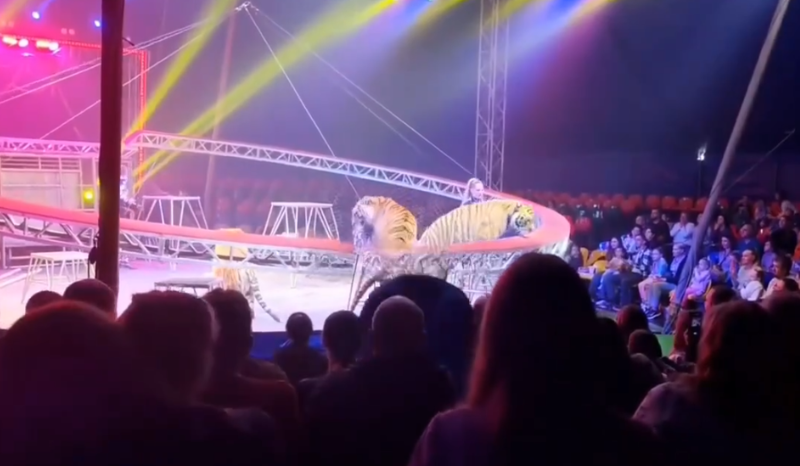 Tigre invade plateia após falha em rede de proteção em circo na Rússia