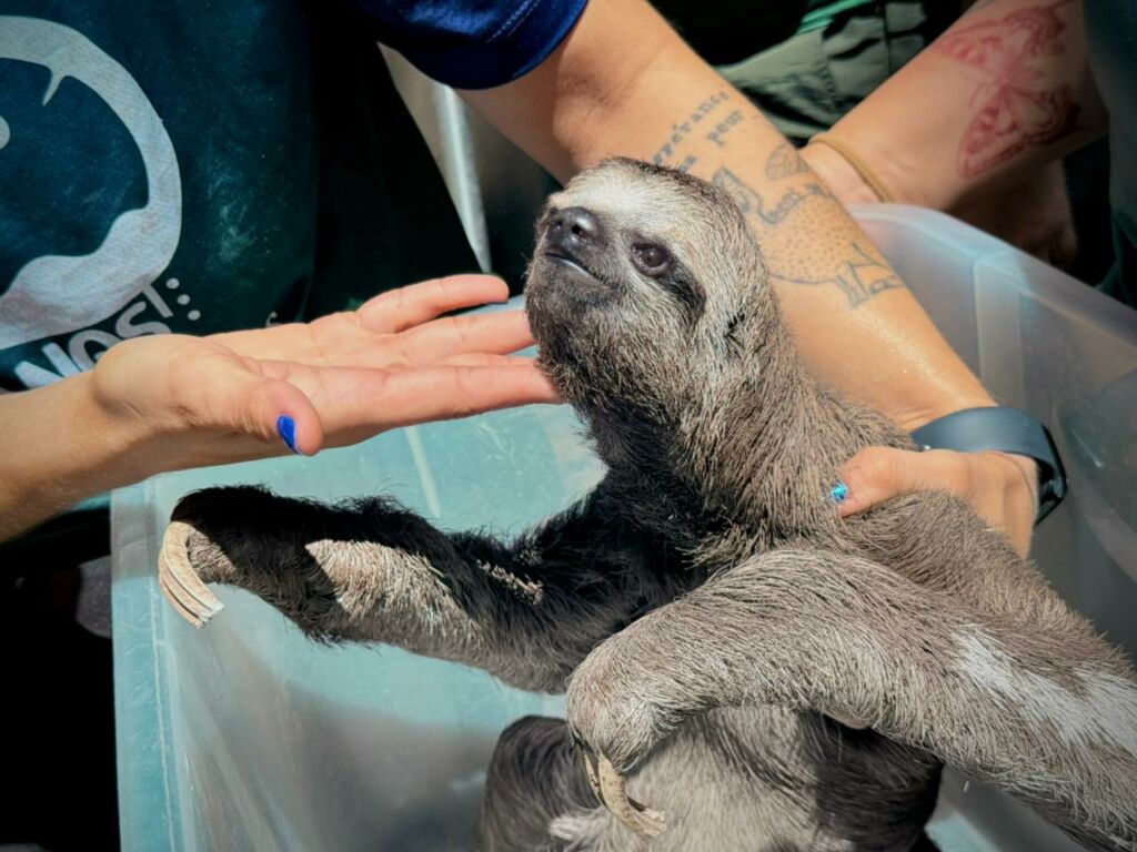 Resgate de Animais Silvestres em Iranduba Resulta em Quatro Prisões