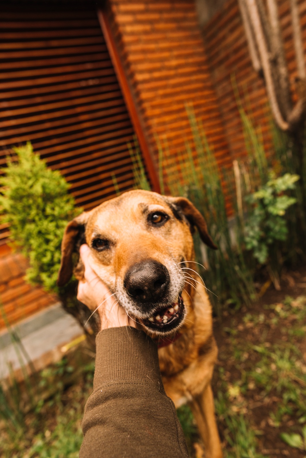 Cães resgatados têm nova chance em feira de adoção neste sábado