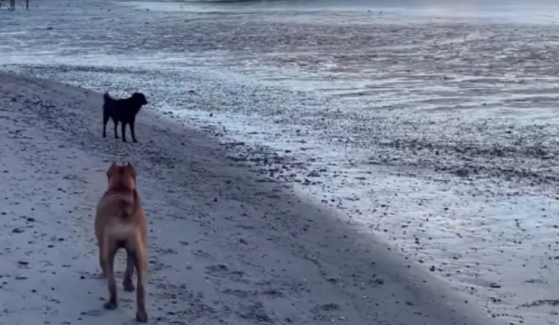 VÍDEO: Pit-bulls sem focinheira atacam vira-lata e geram polêmica