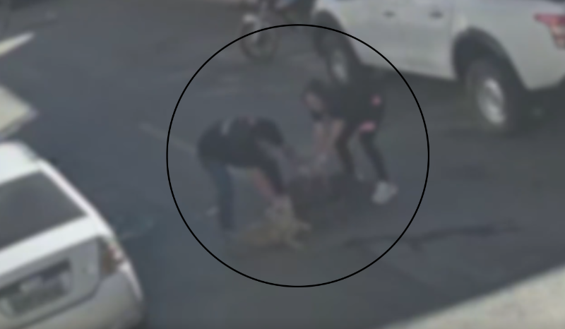 Cão da raça American Bully ataca e mata vira-lata durante passeio em Brasília
