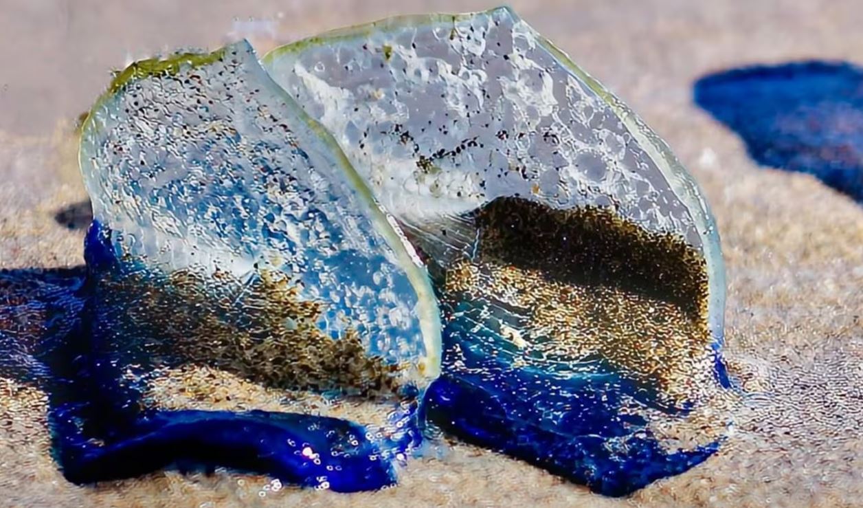 Criaturas Azuis Fascinam em Praias da Califórnia, EUA