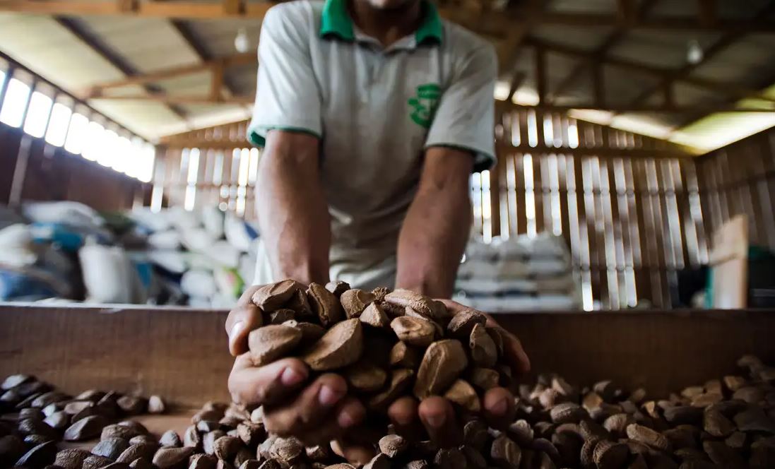 UEA se une ao Desafio Bioinovação para fomentar a bioeconomia na Amazônia