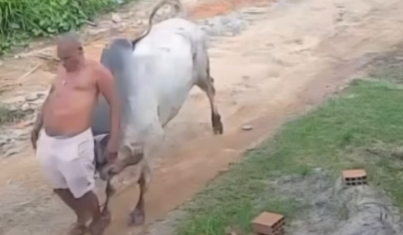 Idoso é atacado por boi solto em Paudalho e fica gravemente ferido