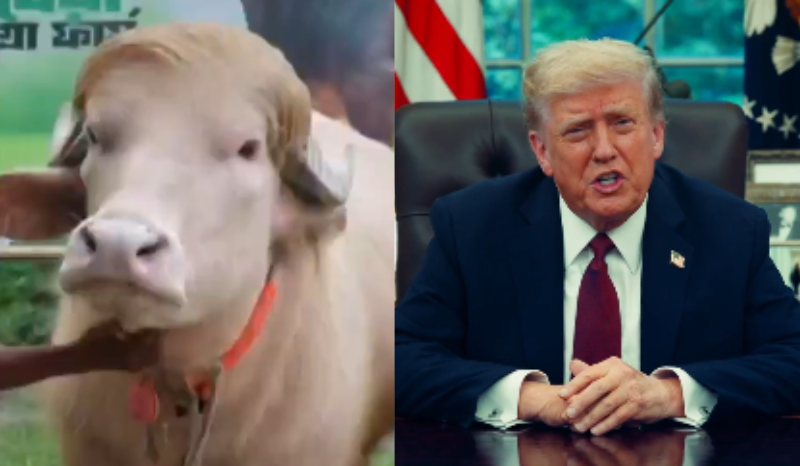Búfalo albino se torna famoso em Bangladesh por aparência semelhante a Trump