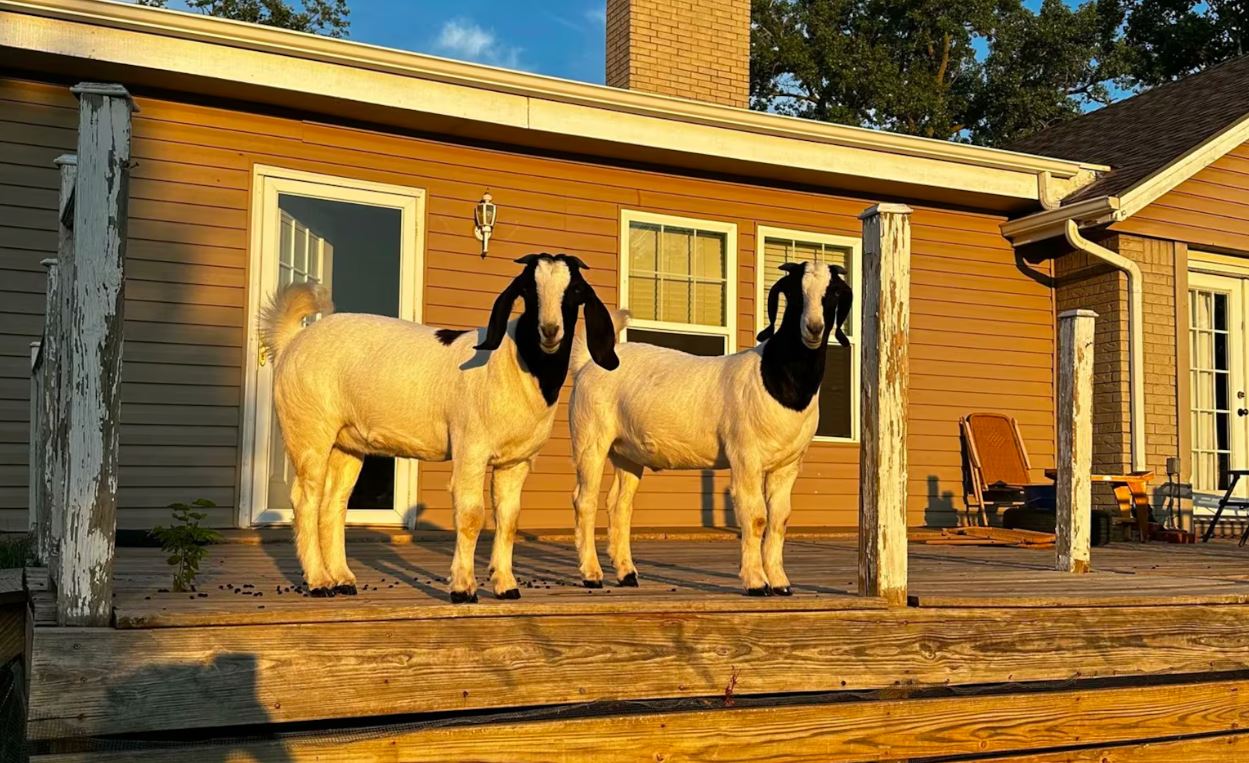Cabras de estimação ajudam a salvar família presa sob escombros após tornado