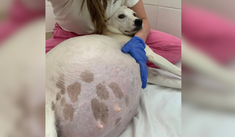 Cadelinha Júlia dá à luz 14 filhotes e encontra lar amoroso