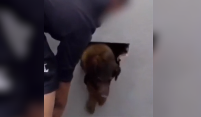 Cachorrinha Pandora é resgatada após 10 dias presa em parede no Paraná