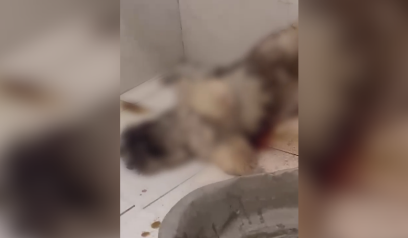 Homem é preso por invadir casa da ex e matar cachorro em Manaus